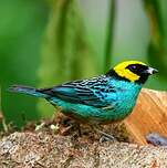 Calliste à tête dorée