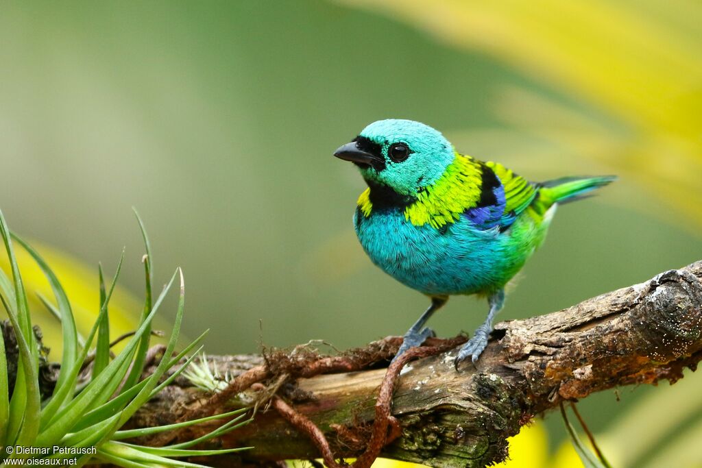 Green-headed Tanageradult