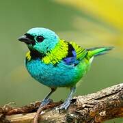 Green-headed Tanager