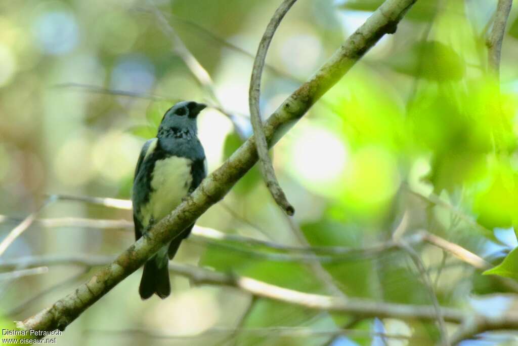 White-bellied Tanageradult