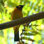 Golden Tanager