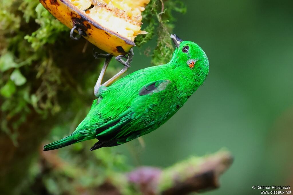 Calliste étincelant