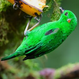 Calliste étincelant