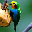 Calliste multicolore