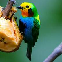 Calliste multicolore
