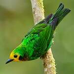 Calliste multicolore