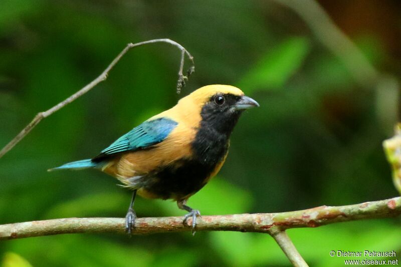 Burnished-buff Tanager male adult, identification