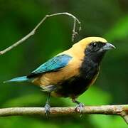 Burnished-buff Tanager