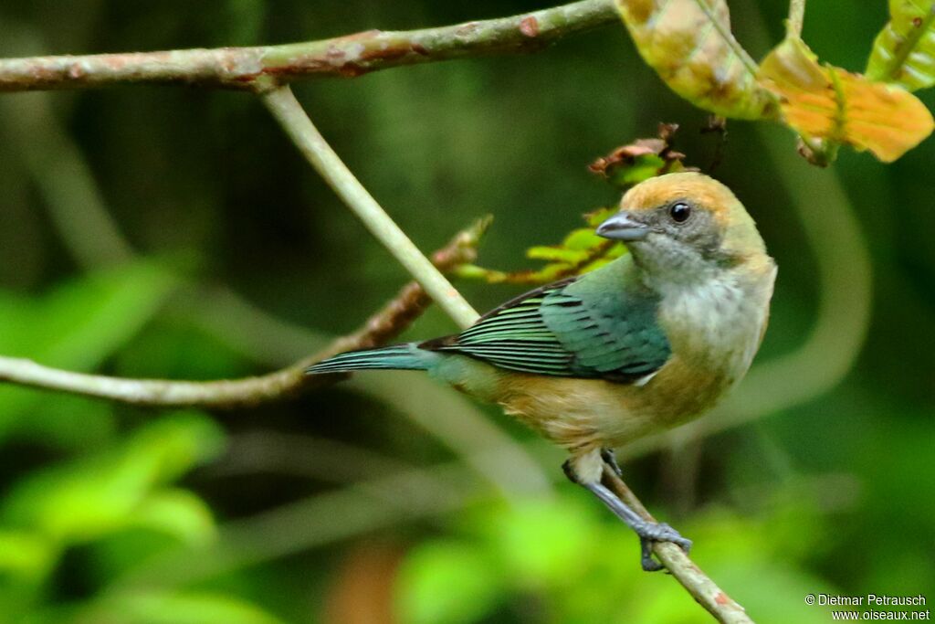 Burnished-buff Tanager female adult, identification