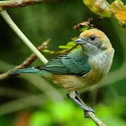 Burnished-buff Tanager