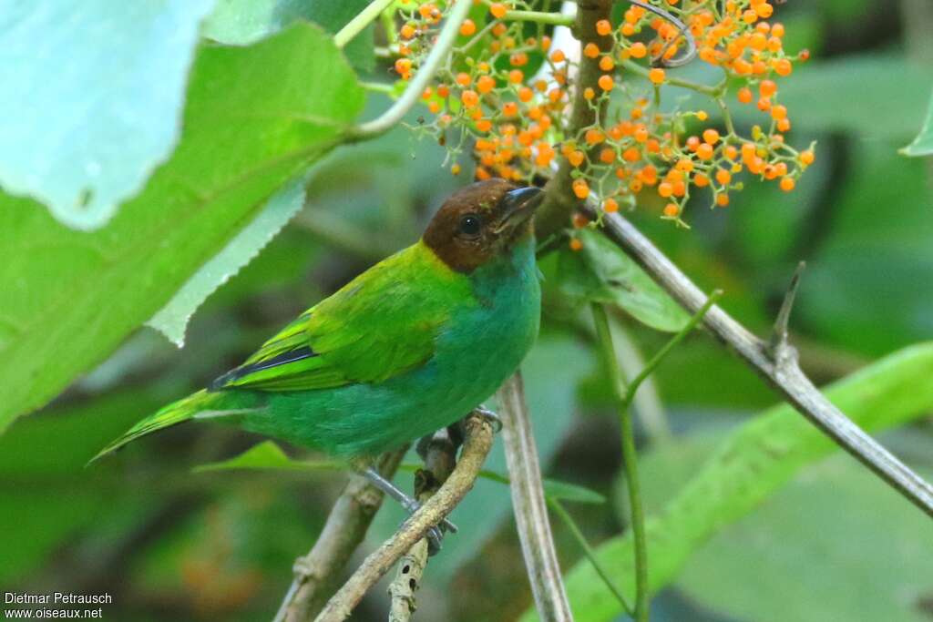 Bay-headed Tanageradult, identification