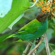 Bay-headed Tanager