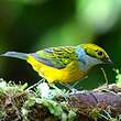 Calliste safran