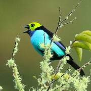 Paradise Tanager