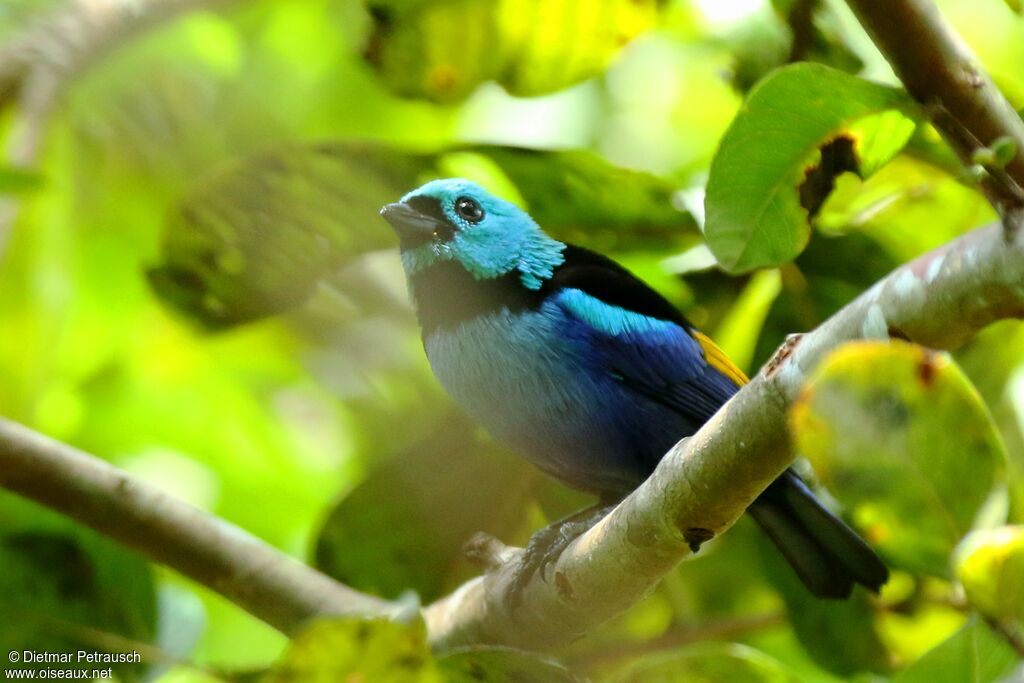 Seven-colored Tanager