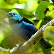 Seven-colored Tanager