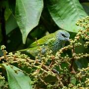 Spotted Tanager