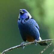 Opal-rumped Tanager