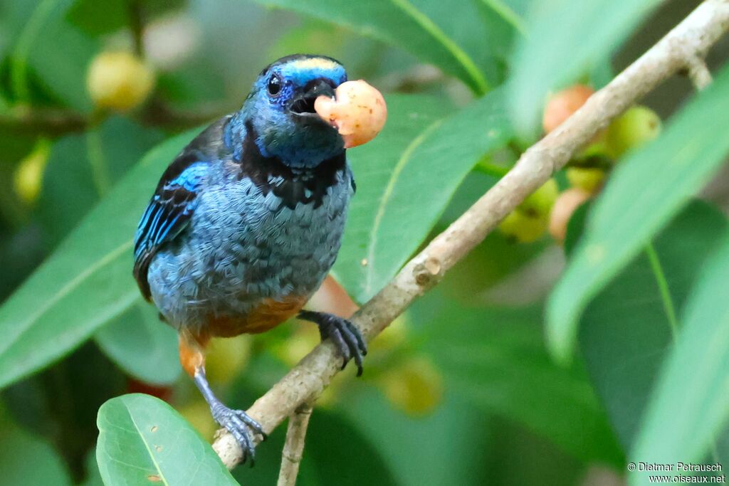 Opal-rumped Tanageradult