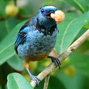 Opal-rumped Tanager