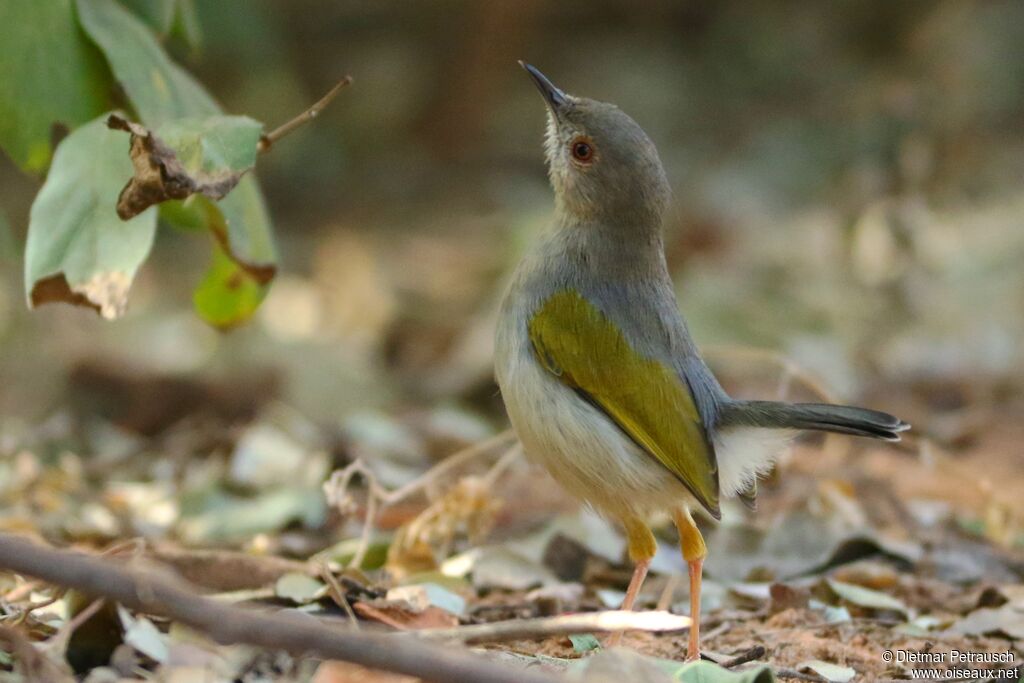 Camaroptère à dos grisadulte