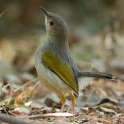 Grey-backed Camaroptera