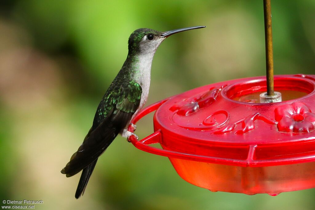 Grey-breasted Sabrewingadult