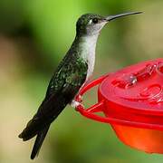 Grey-breasted Sabrewing