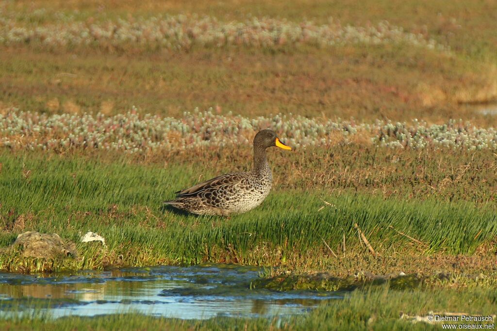 Canard à bec jauneadulte