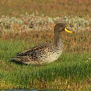 Yellow-billed Duck