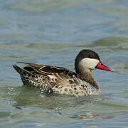 Red-billed Teal