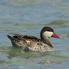 Canard à bec rouge