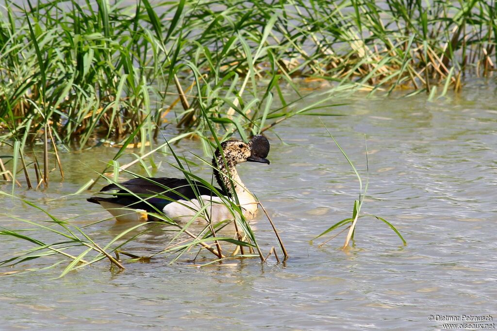 Canard à bosse mâle adulte