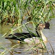 Knob-billed Duck