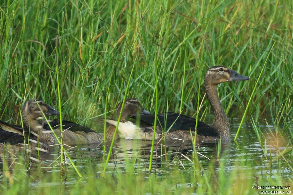 Canard à bosseimmature