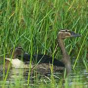 Knob-billed Duck