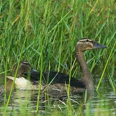 Canard à bosse