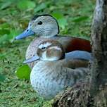 Canard à collier noir