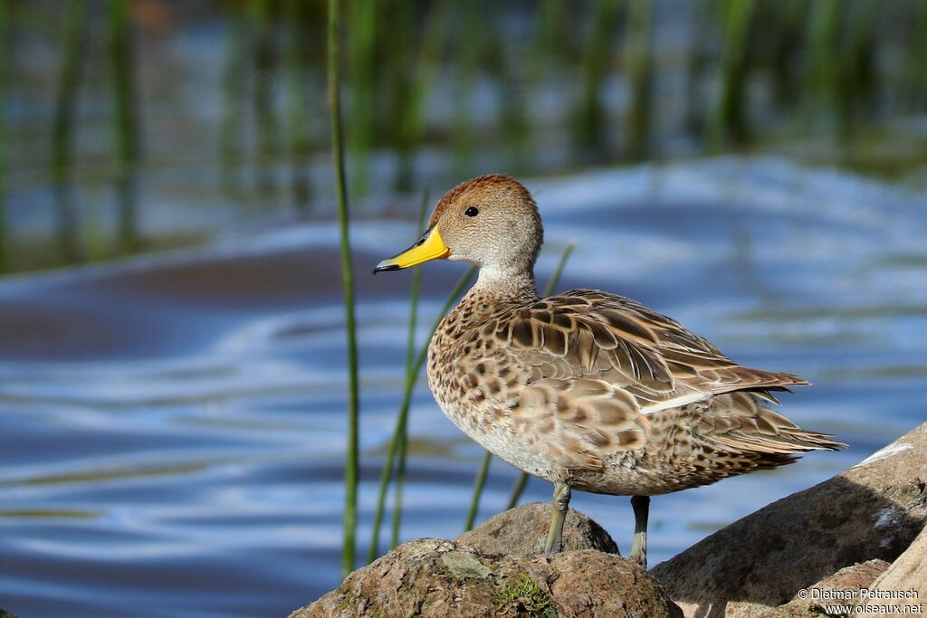 Yellow-billed Pintailadult