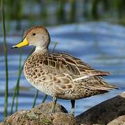 Yellow-billed Pintail