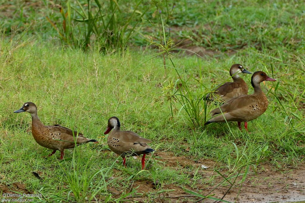 Brazilian Tealadult