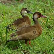 Brazilian Teal