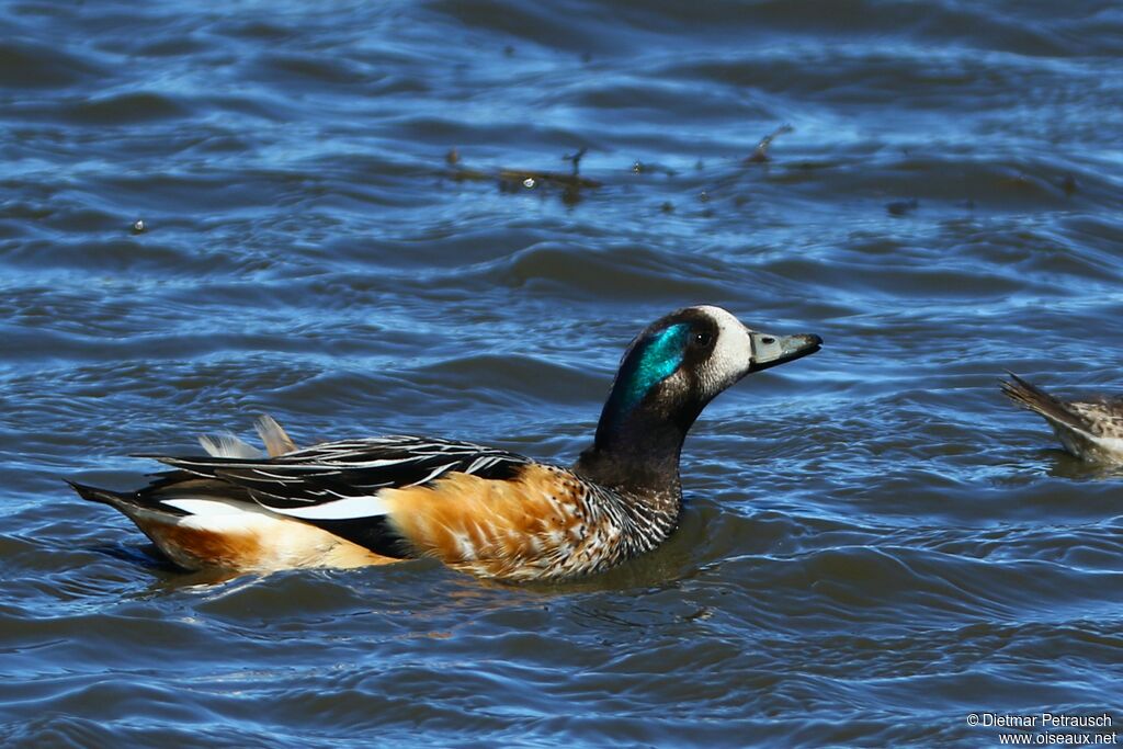 Canard de Chiloé mâle adulte