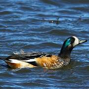 Chiloe Wigeon