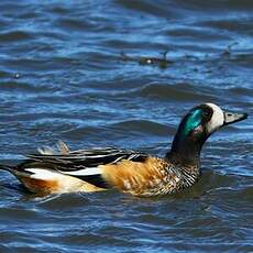 Canard de Chiloé