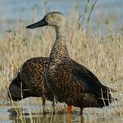 Cape Shoveler