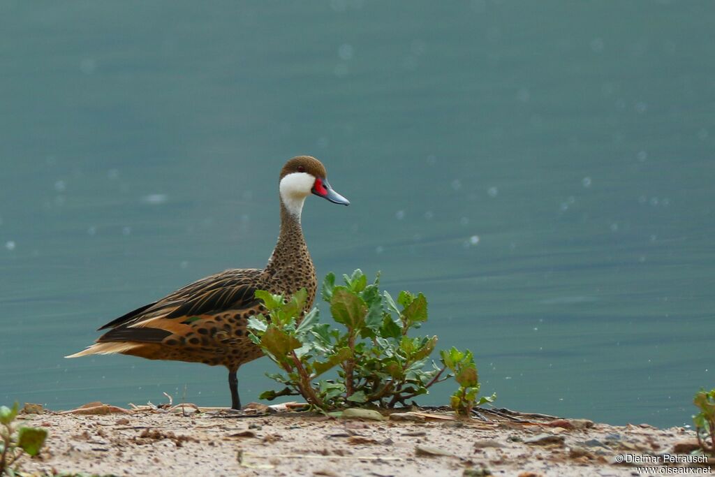 White-cheeked Pintailadult