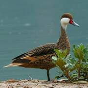 White-cheeked Pintail