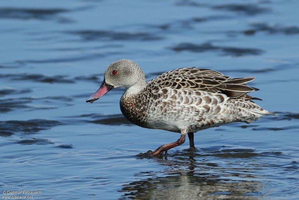 Canard du Capadulte