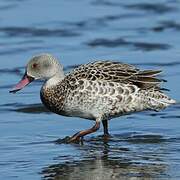 Cape Teal